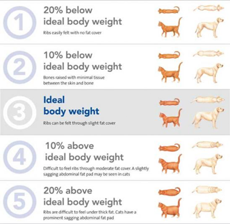 pet ideal body weight