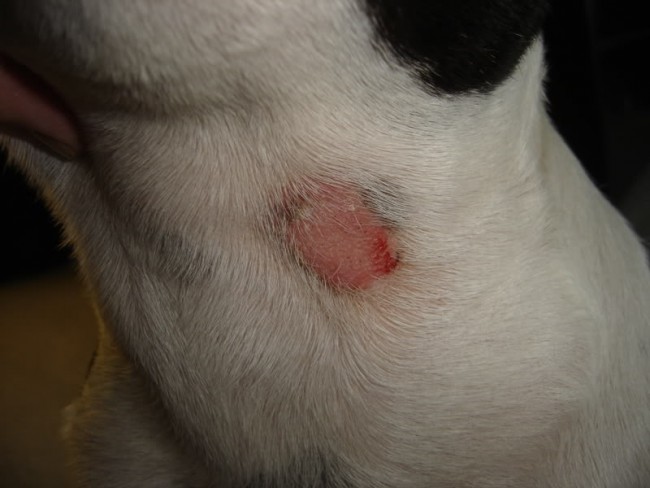 ringworm in dogs pictures