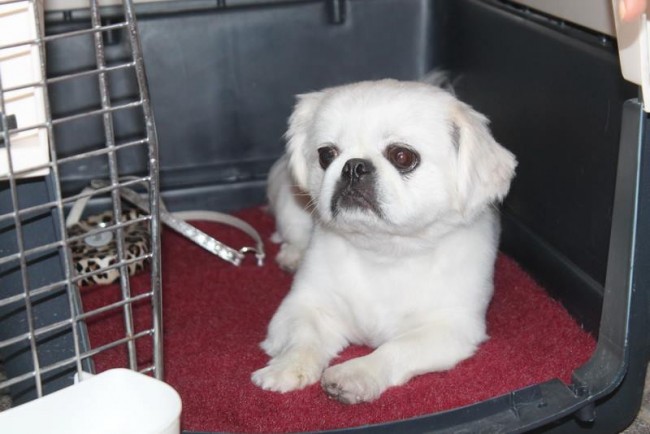 dog hates crate dog hates crate