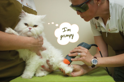 LASER THERAPY