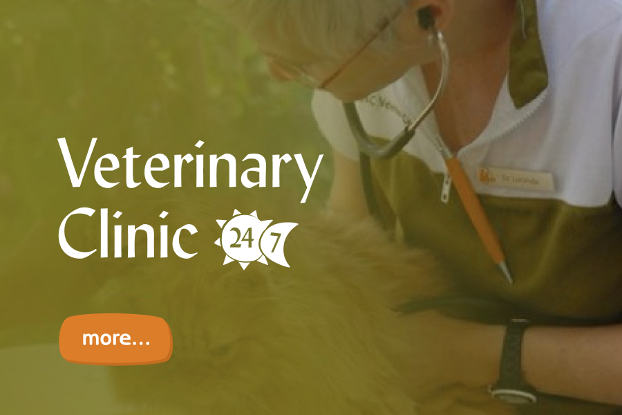 Dubai Kennels Cattery Dkc Dkc Veterinary Clinic Dubai Uae