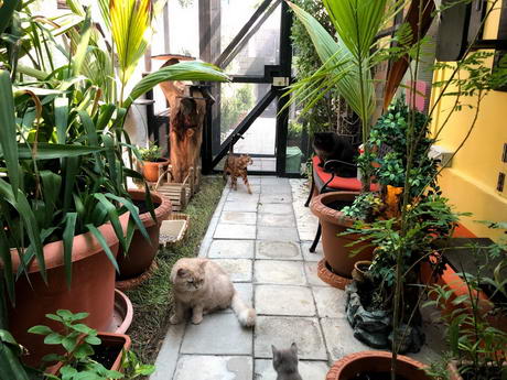 Dkc The Kennels The Catteries The Kennatteries Dog Boarding